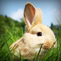 /album/feredbeteb/photolia-a03-jpg/